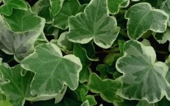 Anne Marie White Variegated Ivy (Hedera Helix) - 10 Count Flat Of Pint Pots 10 Anne Marie White Variegated Ivy (Hedera Helix) - 10 Count Flat Of Pint Pots -Garden & Outdoor Sale Shop Ivy Anne Marie 50 2