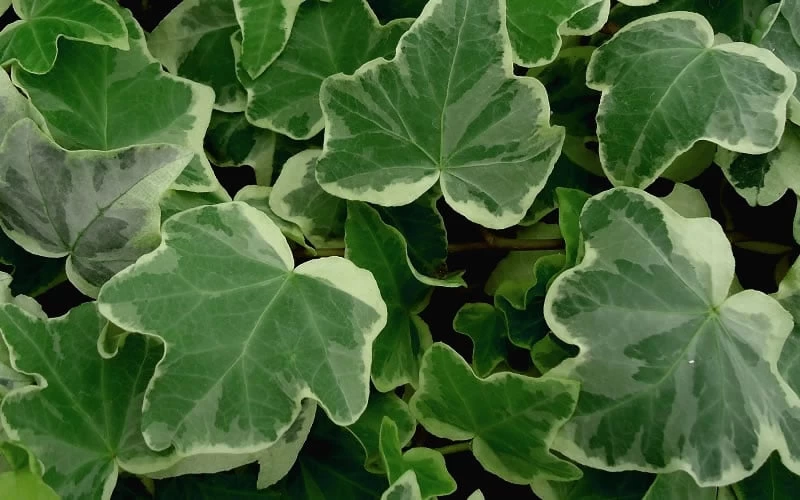 Anne Marie White Variegated Ivy (Hedera Helix) - 10 Count Flat Of Pint Pots 6 Anne Marie White Variegated Ivy (Hedera Helix) - 10 Count Flat Of Pint Pots - Image 4