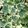 Anne Marie White Variegated Ivy (Hedera Helix) - 10 Count Flat Of Pint Pots -Garden & Outdoor Sale Shop Ivy Anne Marie 500x750 3