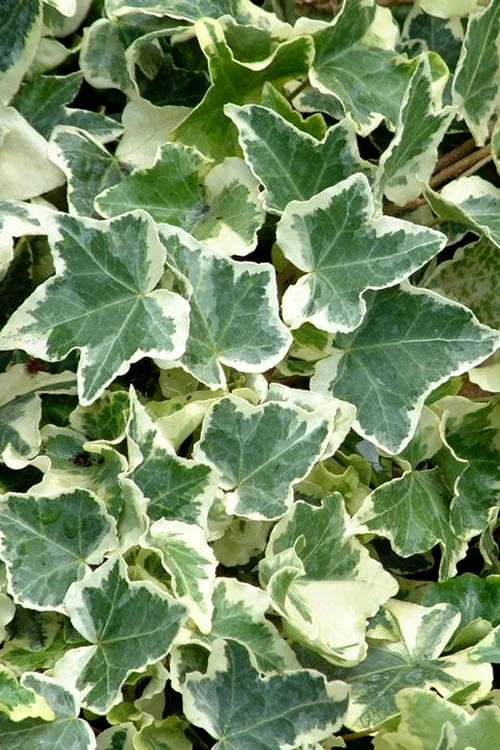 Anne Marie White Variegated Ivy (Hedera Helix) - 10 Count Flat Of Pint Pots 3 Anne Marie White Variegated Ivy (Hedera Helix) - 10 Count Flat Of Pint Pots