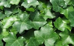 English Ivy (Hedera Helix) - 36 Pack Of 3.5" Pots -Garden & Outdoor Sale Shop Ivy English 1