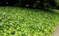 English Ivy (Hedera Helix) - 36 Pack Of 3.5" Pots -Garden & Outdoor Sale Shop Ivy English 2
