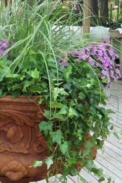 English Ivy (Hedera Helix) - 36 Pack Of 3.5" Pots