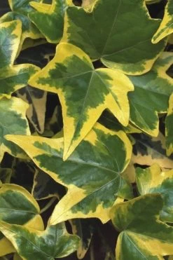 Gold Child Ivy (Hedera Helix) - 10 Pack Of Pint Pots -Garden & Outdoor Sale Shop Ivy Gold Child 1 1