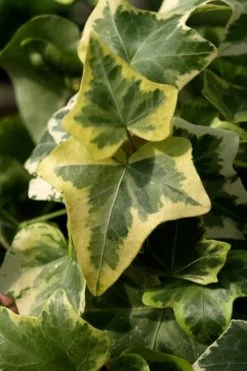Gold Child Ivy (Hedera Helix) - 10 Pack Of Pint Pots -Garden & Outdoor Sale Shop Ivy Gold Child 3 1