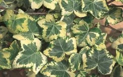 Golden Ingot Ivy - Hedera Helix - 3 Pack Of Pint Pots -Garden & Outdoor Sale Shop Ivy Golden Ingot