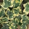 Golden Ingot Ivy - Hedera Helix - 3 Pack Of Pint Pots 2 Golden Ingot Ivy - Hedera Helix - 3 Pack Of Pint Pots -Garden & Outdoor Sale Shop Ivy Golden Ingot 500x750 1