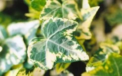Golden Ingot Ivy - Hedera Helix - 3 Pack Of Pint Pots -Garden & Outdoor Sale Shop Ivy Golden Ingot Closeup
