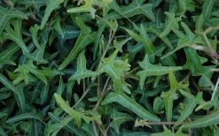 Needlepoint Ivy (Hedera Helix) - 10 Pack Of 4" Pots 10 Needlepoint Ivy (Hedera Helix) - 10 Pack Of 4" Pots -Garden & Outdoor Sale Shop Ivy Needlepoint 50