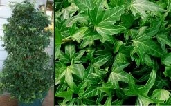 Needlepoint Ivy (Hedera Helix) - 8 Pack Of 2.5" Pots -Garden & Outdoor Sale Shop Ivy Needlepoint Combo 1