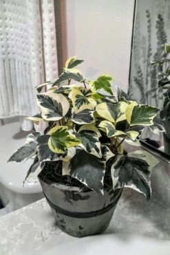 Variegated Algerian Ivy (Hedera Algeriensis 'Gloire De Marengo') - 18 Pack Of Pint Pots -Garden & Outdoor Sale Shop Ivy Variegated Algerian 5