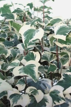 Variegated Algerian Ivy (Hedera Algeriensis 'Gloire De Marengo') - 18 Pack Of Pint Pots -Garden & Outdoor Sale Shop Ivy Variegated Algerian 500x750 1
