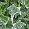 Variegated Needlepoint Ivy (Hedera Helix) - 10 Pack Of Pint Pots