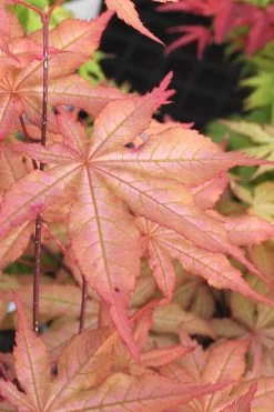 Amber Ghost Japanese Maple - 3 Gallon Pot -Garden & Outdoor Sale Shop Japanese Maple Amber Ghost 3