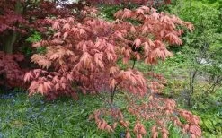 Amber Ghost Japanese Maple - 3 Gallon Pot -Garden & Outdoor Sale Shop Japanese Maple Amber Ghost 6