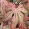 Amber Ghost Japanese Maple - 3 Gallon Pot -Garden & Outdoor Sale Shop Japanese Maple Amber Ghost10