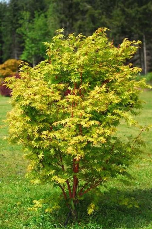 Beni Kawa Coral Bark Japanese Maple - 3 Gallon Pot 7 Beni Kawa Coral Bark Japanese Maple - 3 Gallon Pot - Image 5