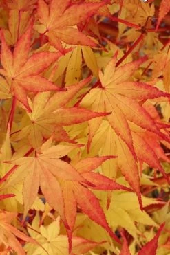 Beni Kawa Coral Bark Japanese Maple - 3 Gallon Pot 10 Beni Kawa Coral Bark Japanese Maple - 3 Gallon Pot -Garden & Outdoor Sale Shop Japanese Maple Beni Kawa 2