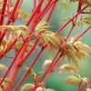 Beni Kawa Coral Bark Japanese Maple - 3 Gallon Pot -Garden & Outdoor Sale Shop Japanese Maple Beni Kawa 3