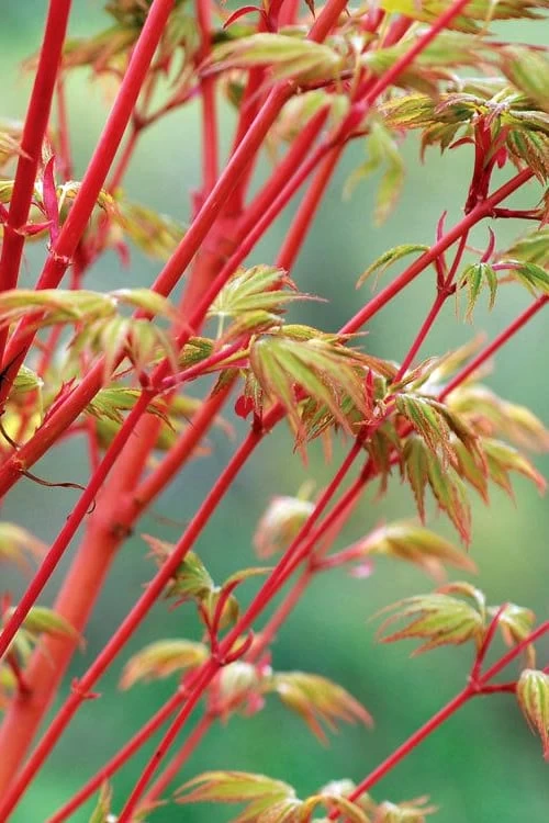 Beni Kawa Coral Bark Japanese Maple - 3 Gallon Pot 3 Beni Kawa Coral Bark Japanese Maple - 3 Gallon Pot