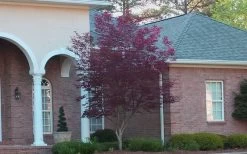 Bloodgood Red Leaf Japanese Maple - 1 Gallon Pot 18 Bloodgood Red Leaf Japanese Maple - 1 Gallon Pot -Garden & Outdoor Sale Shop Japanese Maple Bloodgood 2