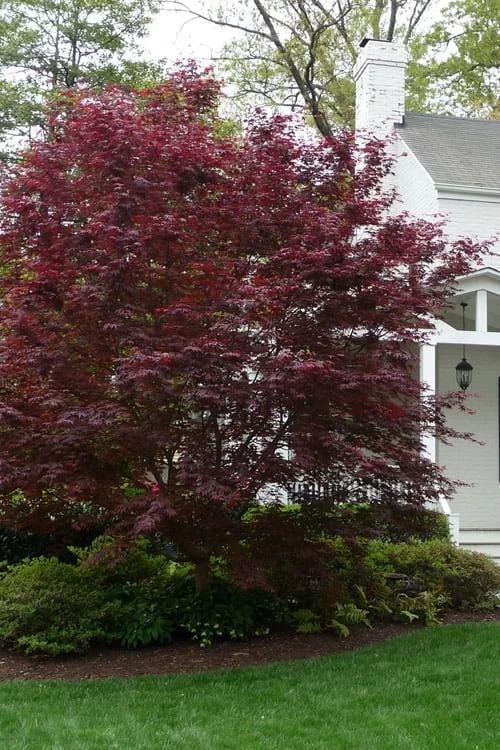 Bloodgood Red Leaf Japanese Maple - 3 Gallon Pot 6 Bloodgood Red Leaf Japanese Maple - 3 Gallon Pot - Image 4