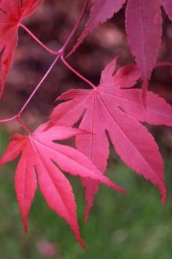 Bloodgood Red Leaf Japanese Maple - 5 Gallon Pot (4-5') -Garden & Outdoor Sale Shop Japanese Maple Boodgood 22