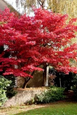 Bloodgood Red Leaf Japanese Maple - 3 Gallon Pot 14 Bloodgood Red Leaf Japanese Maple - 3 Gallon Pot -Garden & Outdoor Sale Shop Japanese Maple Boodgood 23 1