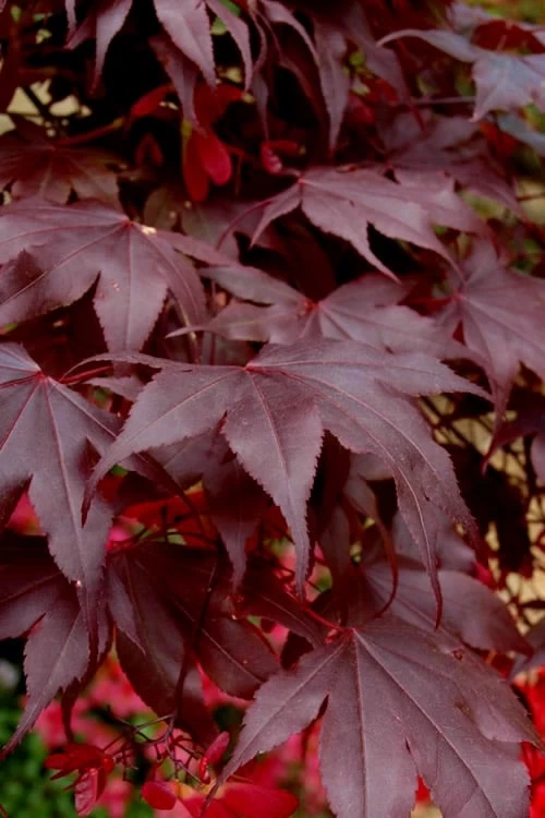 Bloodgood Red Leaf Japanese Maple - 3 Gallon Pot 7 Bloodgood Red Leaf Japanese Maple - 3 Gallon Pot - Image 5