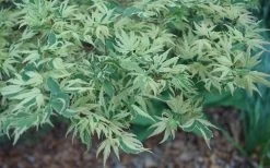 Butterfly Japanese Maple - 1 Gallon Pot -Garden & Outdoor Sale Shop Japanese Maple Butterfly 3