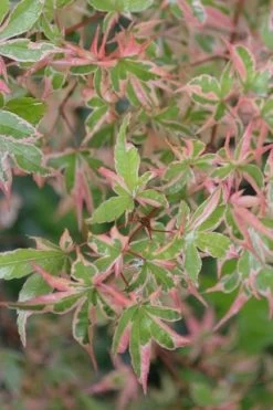 Butterfly Japanese Maple - 1 Gallon Pot -Garden & Outdoor Sale Shop Japanese Maple Butterfly 4