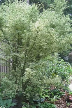 Orido Nishiki Pink Variegated Japanese Maple - 5 Gallon Pot -Garden & Outdoor Sale Shop Japanese Maple Butterfly 5 1