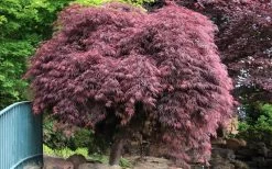 Crimson Queen Dwarf Japanese Maple - 1 Gallon Pot 15 Crimson Queen Dwarf Japanese Maple - 1 Gallon Pot -Garden & Outdoor Sale Shop Japanese Maple Crimson Queen 22