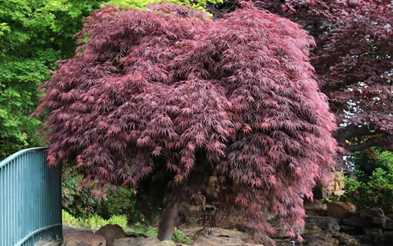 Crimson Queen Dwarf Japanese Maple - 1 Gallon Pot 9 Crimson Queen Dwarf Japanese Maple - 1 Gallon Pot - Image 7