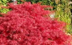 Crimson Queen Dwarf Japanese Maple - 1 Gallon Pot 13 Crimson Queen Dwarf Japanese Maple - 1 Gallon Pot -Garden & Outdoor Sale Shop Japanese Maple Crimson Queen 51 1