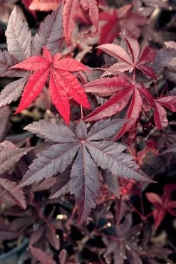 Emperor 1 Japanese Maple - 2 Gallon Pot 11 Emperor 1 Japanese Maple - 2 Gallon Pot -Garden & Outdoor Sale Shop Japanese Maple Emperor 1 500x750 1