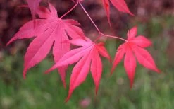 Bloodgood Red Leaf Japanese Maple - 1 Gallon Pot 16 Bloodgood Red Leaf Japanese Maple - 1 Gallon Pot -Garden & Outdoor Sale Shop Japanese Maple Fall Color