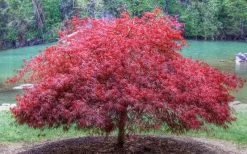 Firefall Lace Leaf Japanese Maple - 5 Gallon Pot -Garden & Outdoor Sale Shop Japanese Maple Firefall 1
