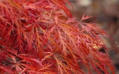 Firefall Lace Leaf Japanese Maple - 5 Gallon Pot -Garden & Outdoor Sale Shop Japanese Maple Firefall 2
