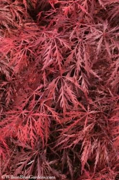 Firefall Lace Leaf Japanese Maple - 5 Gallon Pot -Garden & Outdoor Sale Shop Japanese Maple Firefall 3