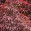 Firefall Lace Leaf Japanese Maple - 5 Gallon Pot -Garden & Outdoor Sale Shop Japanese Maple Firefall 4