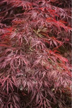 Firefall Lace Leaf Japanese Maple - 5 Gallon Pot