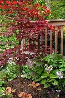 Fireglow Red Leaf Japanese Maple - 3 Gallon Pot -Garden & Outdoor Sale Shop Japanese Maple Fireglow 500x750 2