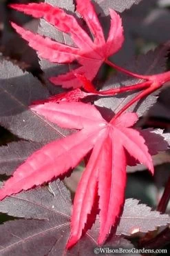 Red 'N Summer Japanese Maple - Acer Palmatum 'Hefner's Red' - 3 Gallon Pot -Garden & Outdoor Sale Shop Japanese Maple Hefners Red 20