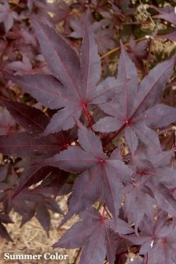 Red 'N Summer Japanese Maple - Acer Palmatum 'Hefner's Red' - 1 Gallon Pot -Garden & Outdoor Sale Shop Japanese Maple Hefners Red 21 1