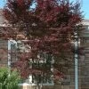 Red 'N Summer Japanese Maple - Acer Palmatum 'Hefner's Red' - 3 Gallon Pot -Garden & Outdoor Sale Shop Japanese Maple Hefners Red Rev 500x750 1