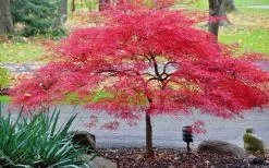 Inaba Shidare Red Japanese Maple - 5 Gallon Pot (3-4') -Garden & Outdoor Sale Shop Japanese Maple Inaba Shidare 2