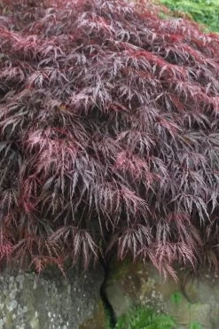 Inaba Shidare Red Japanese Maple - 5 Gallon Pot (3-4') -Garden & Outdoor Sale Shop Japanese Maple Inaba Shidare 5