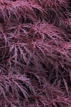 Inaba Shidare Red Japanese Maple - 2 Gallon Pot