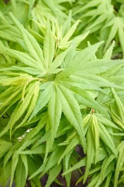 Mikawa Yatsubusa Japanese Maple - 5 Gallon Pot -Garden & Outdoor Sale Shop Japanese Maple Mikawa Yatsubusa 7